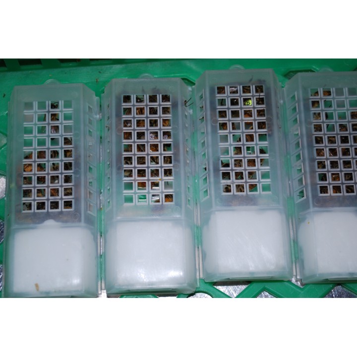 Buckfast Königin F1 -standbegattet- 2026 ab 30,00€ inkl. Versandkosten (Preisstaffel)