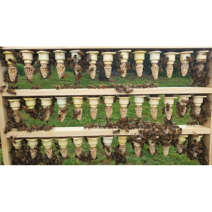 Buckfast Zuchtmutter F0 -  belegstellenbegattet - 2026 ab 130,-€ inklusive DHL Express Versand und Zuchtnachweis (Pedigree) !