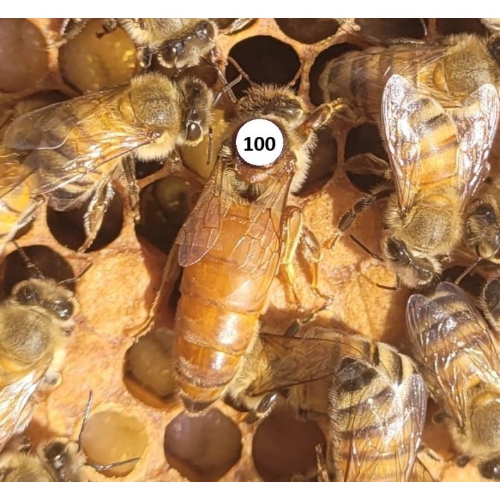 Buckfast Zuchtmutter F0 -  belegstellenbegattet - 2026 ab 130,-€ inklusive DHL Express Versand und Zuchtnachweis (Pedigree) !