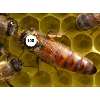 Buckfast Zuchtmutter F0 -  belegstellenbegattet - 2026 ab 130,-€ inklusive DHL Express Versand und Zuchtnachweis (Pedigree) !