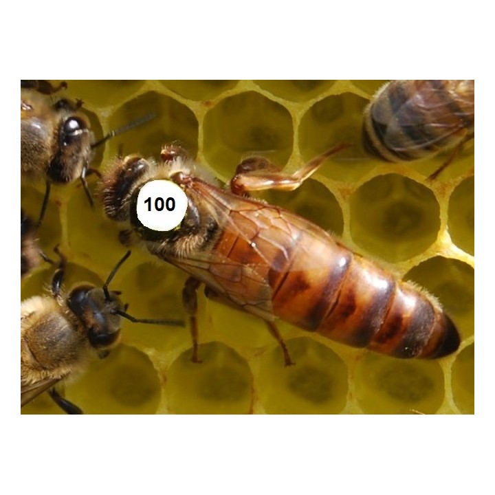 Buckfast Zuchtmutter F0 -  belegstellenbegattet - 2026 ab 130,-€ inklusive DHL Express Versand und Zuchtnachweis (Pedigree) !